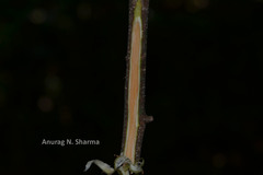 Dichapetalum gelonioides